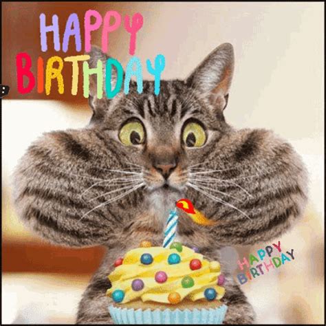 happy birthday gif lustig|Happy Birthday Funny GIFs